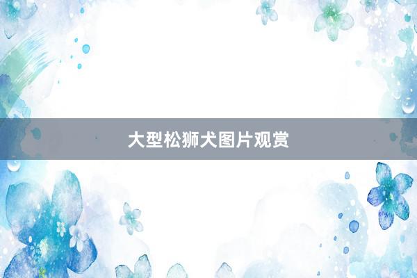 大型松狮犬图片观赏